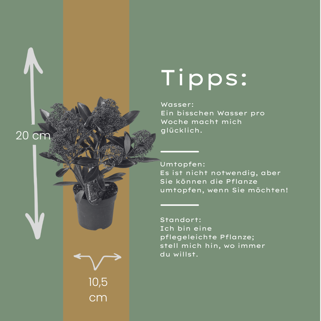 Set od 3 Skimmia 'Rubella' – Ø10,5 cm – ↨ 20-25 cm