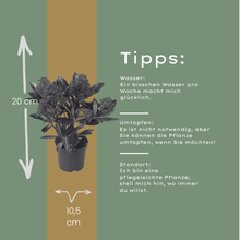 Set od 3 Skimmia 'Rubella' – Ø10,5 cm – ↨ 20-25 cm