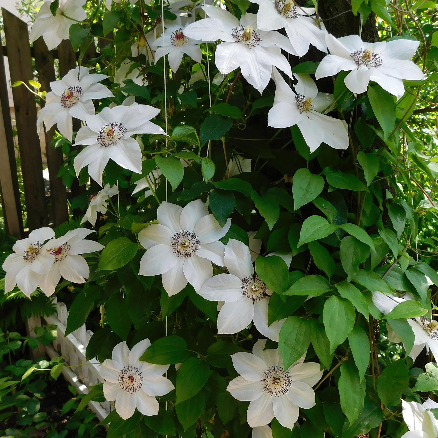 Green boutiQ - Klimplant - Clematis Miss bateman - Bloem Wit - Weinig onderhoud -2 planten -  Pot 11cm Hoogte 40cm