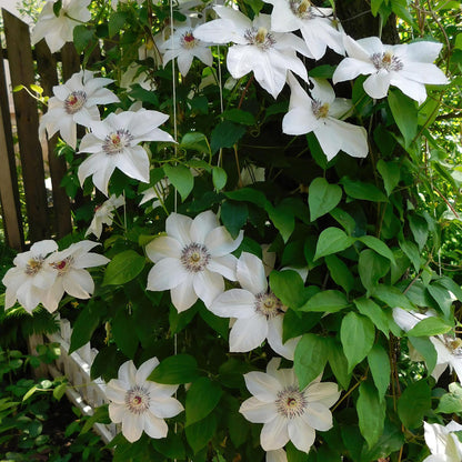 Green boutiQ - Klimplant - Clematis Miss bateman - Bloem Wit - Weinig onderhoud -2 planten -  Pot 11cm Hoogte 40cm