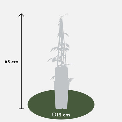 3x - Clematis Montana 'Grandiflora' - ↨65cm - Ø15