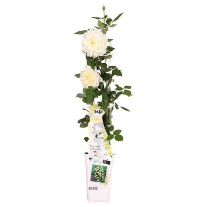 Rosa Crazy in love 'Vanilla' - Kremasta ruža - Ø15cm - ↕65cm