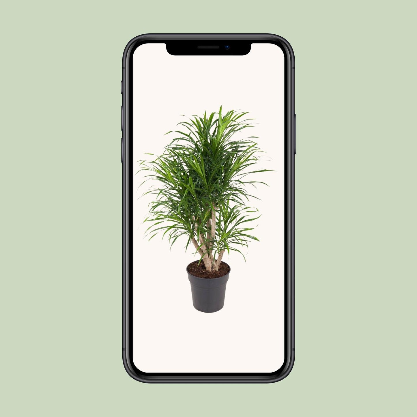 Dracaena Anita - Ø24cm - ↕100cm
