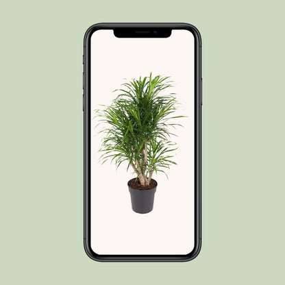 Dracaena Anita - Ø24cm - ↕100cm