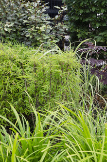3x - Carex morrowii 'Irski zeleni' - ↨30cm - Ø14