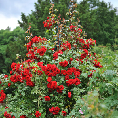 Green boutiQ - Klimroos - Rosa Red Queen - Bloem Rood - Weinig onderhoud - 2 planten - Pot 11cm Hoogte 40cm