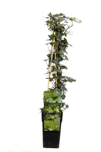 Hedera spirala - Ø15cm - ↕65cm