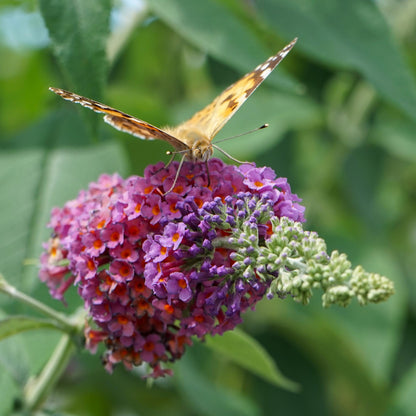 Green boutiQ - Vlinderstruik - Buddleja davidii Flower Power - Bloem Oranje Paars - 3 Planten - 1m2 - Bladverliezend - Vlinderlokkend -  Pot 17cm Hoogte 30cm