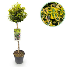 Green boutiQ - Tuinplant - Euonymus fortunei Emerald n Gold - Plant op stam - Terras Plant - Bladhoudend - Weinig Onderhoud - Pot 19cm Hoogte 90cm
