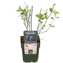 5x - Vaccinium corymbosum 'Reka' - ↨45cm - Ø13