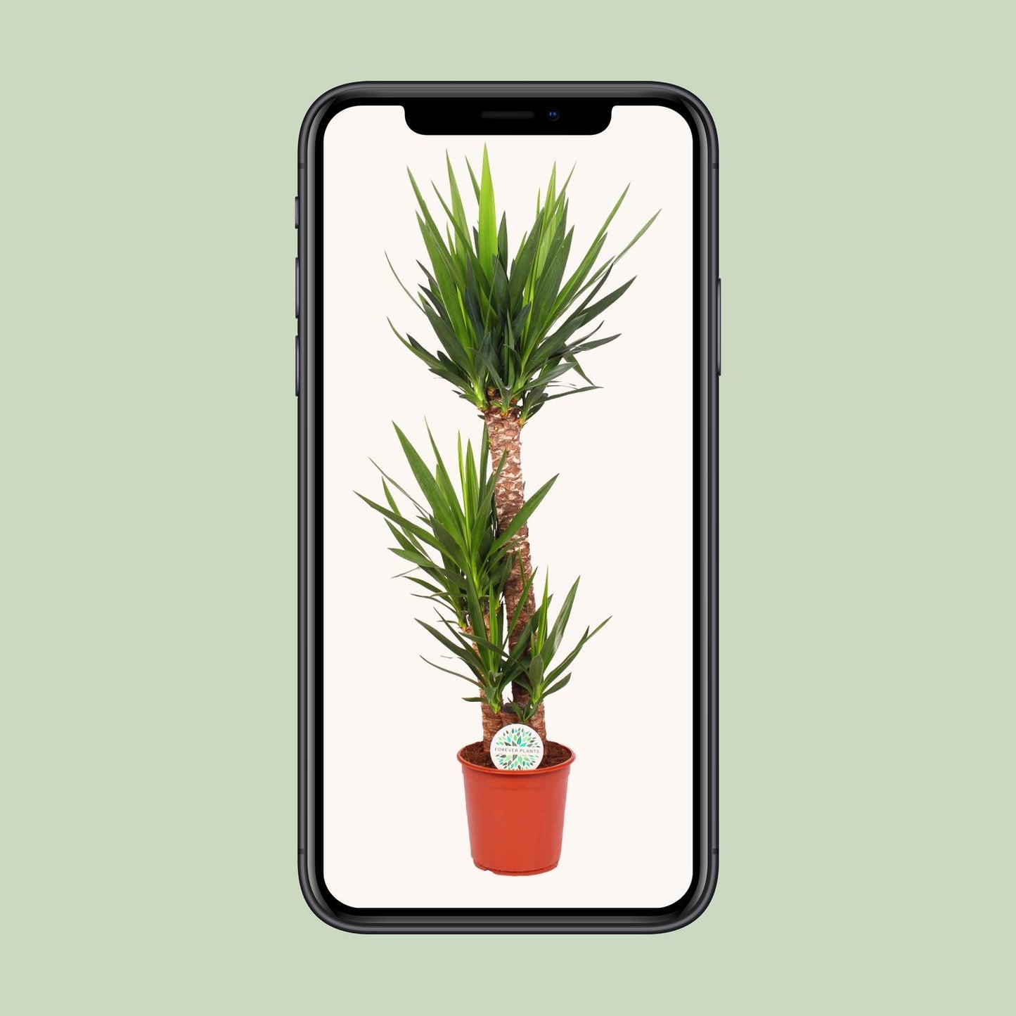 Juka Elephantipes - Ø24cm - ↕125cm