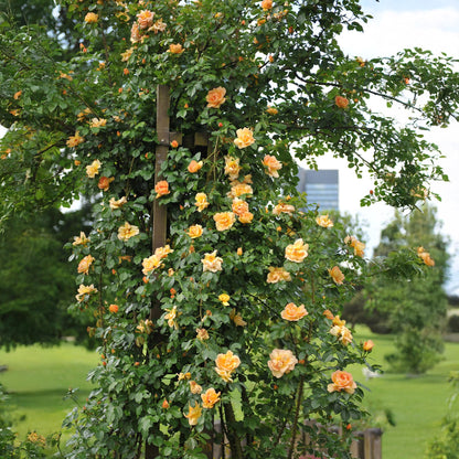 Green boutiQ - Klimroos - Rosa Orange Climber - Bloem Oranje - Weinig onderhoud - 2 planten - Pot 11cm Hoogte 40cm