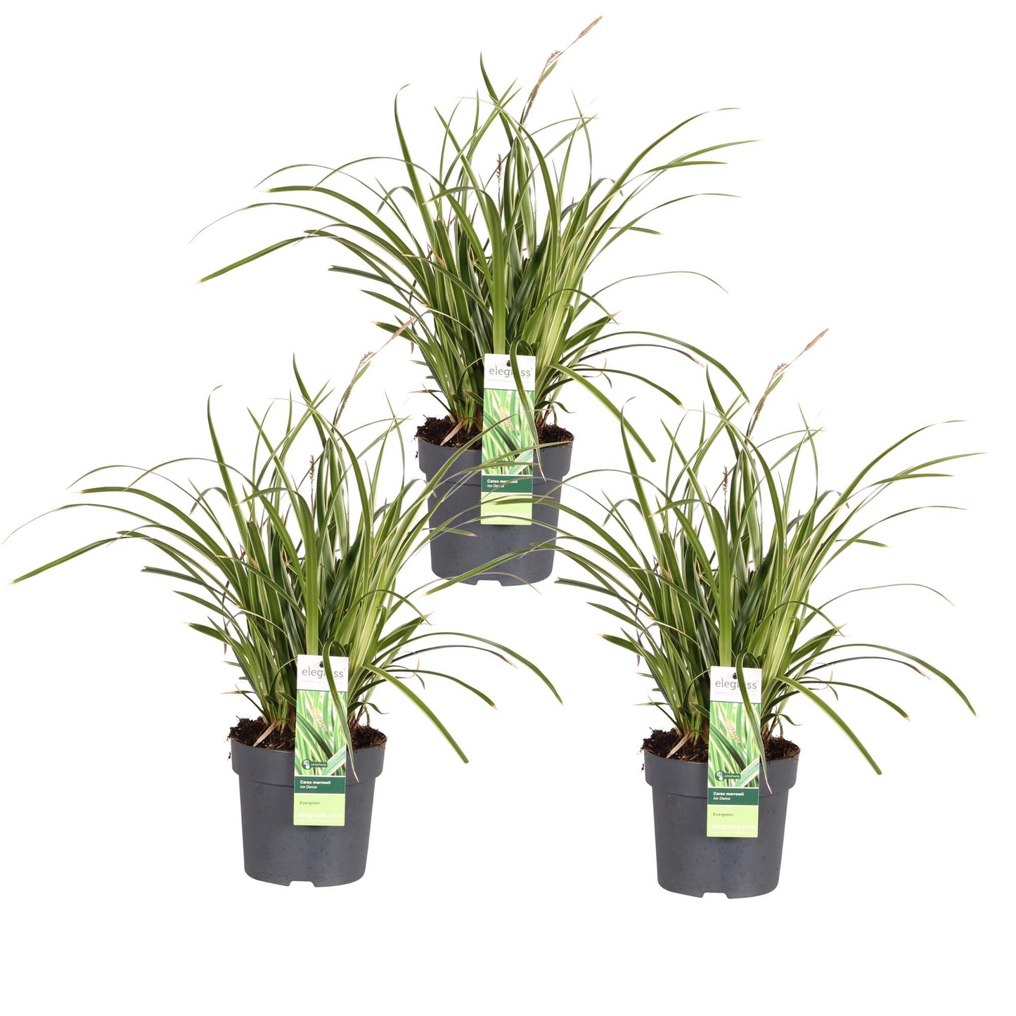3x - Carex morrowii 'Ples na ledu' - ↨30cm - Ø14