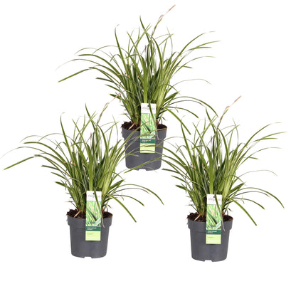 3x - Carex morrowii 'Ples na ledu' - ↨30cm - Ø14