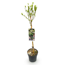 Green boutiQ - Tuinplant - Hibiscus syriacus White Chiffon® - Plant op stam - Terras Plant - Bladverliezend - Weinig Onderhoud - Pot 19cm Hoogte 90cm