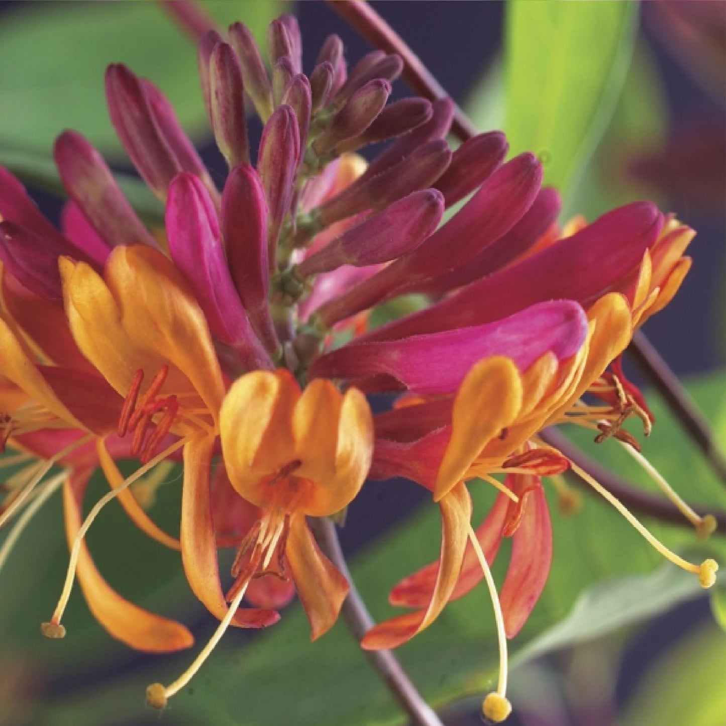 Green boutiQ - Kamperfoelie - Lonicera heckrottii Goldflame -Bbloem Roze met Geel  - Weinig onderhoud - 2 planten - Pot 11cm Hoogte 40cm