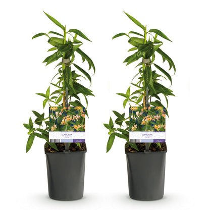 Green boutiQ - Kamperfoelie - Lonicera henryi - Bloem Roze - Weinig onderhoud - 2 planten - Pot 11cm Hoogte 40cm