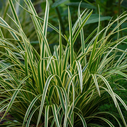 Green boutiQ - Siergrassen - Carex morrowii Ice Dance  - Wit & Groen - 4 Planten - Bladhoudend - Weinig Onderhoud - Pot 17cm Hoogte 50cm