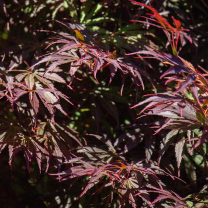 Green boutiQ - Terrasplant - Japanse Esdoorn - Acer palmatum Trompenburg -Donker Paars - 1 Plant - Bladverliezend - Pot 19cm Hoogte 70cm