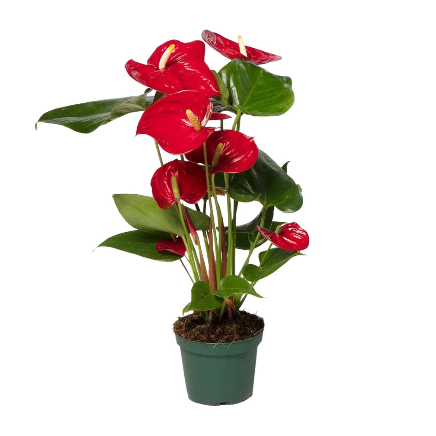 Crveni anturij - Ø17cm - ↕55cm - Ø12cm - ↕40cm