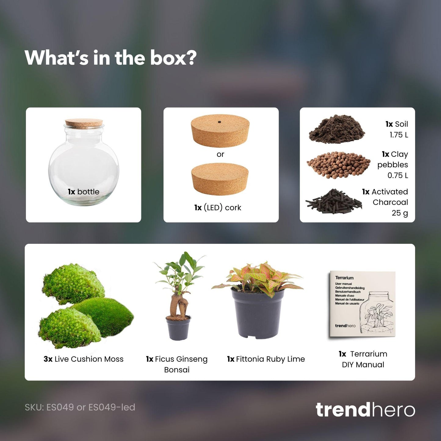 DIY biljni terarij (s rasvjetom) – Teddy Bonsai – Ø 25 cm, visina 26,5 cm – s LED čepom
