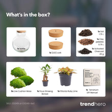 DIY biljni terarij (s rasvjetom) – Teddy Bonsai – Ø 25 cm, visina 26,5 cm – s LED čepom
