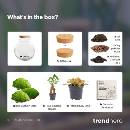 DIY biljni terarij (s rasvjetom) – Teddy Bonsai – Ø 25 cm, visina 26,5 cm – s LED čepom
