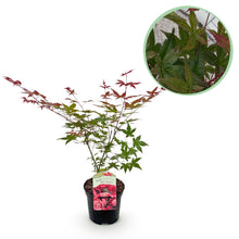 Green boutiQ - Terrasplant - Japanse Esdoorn - Acer palmatum Beni Maiko - Rood - 1 Plant - Bladverliezend - Pot 19cm Hoogte 70cm