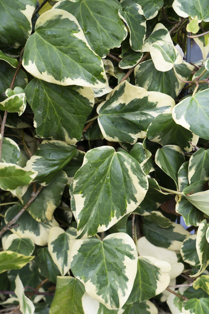 Hedera colchica 'Dentata Variegata' - Ø15cm - ↕65cm