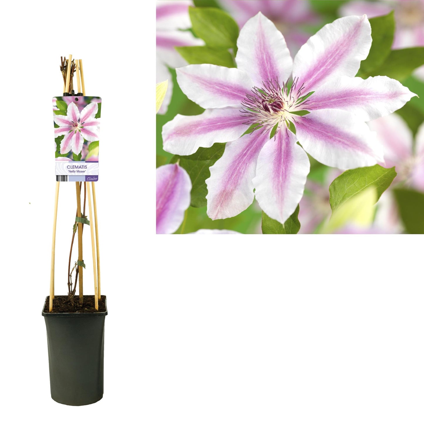 Clematis 'Nelly Moser' + lagana etiketa