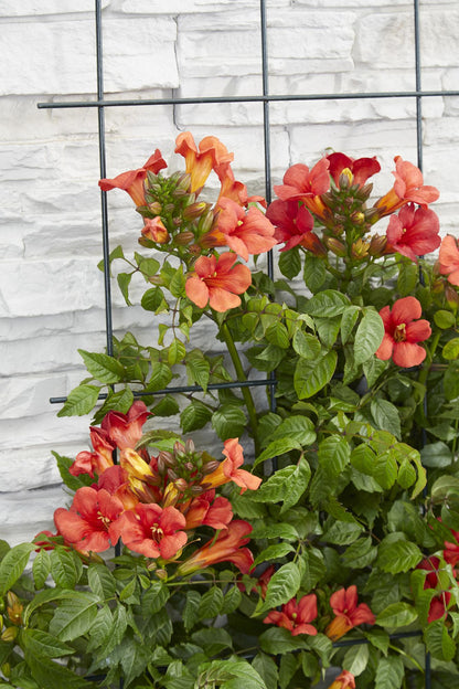 2x - Campsis Summer Jazz 'Vatrena truba' - ↨65cm - Ø15