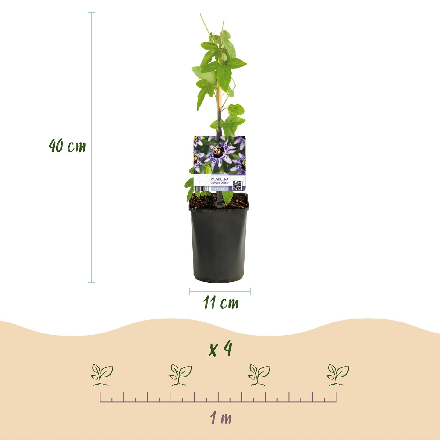 Green boutiQ - Passiebloem - Passiflora Rainbow  - Bloem Roze Wit Paars Groen - Weinig onderhoud - 4 planten - Pot 11cm Hoogte 40cm