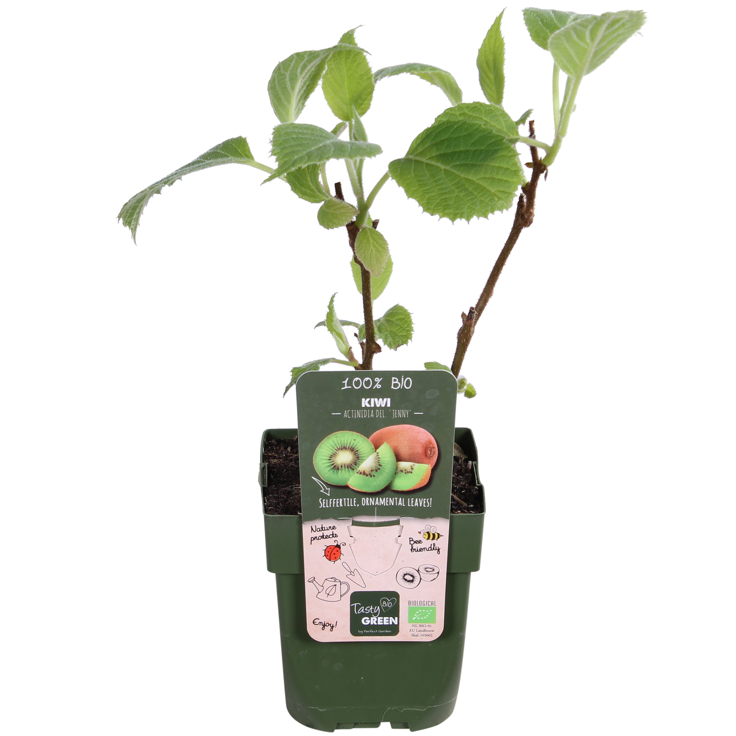 3x - Actinidia delciosioa 'Jenny' - ↨45cm - Ø13