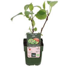 3x - Actinidia delciosioa 'Jenny' - ↨45cm - Ø13