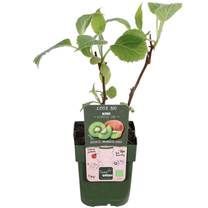 3x - Actinidia delciosioa 'Jenny' - ↨45cm - Ø13